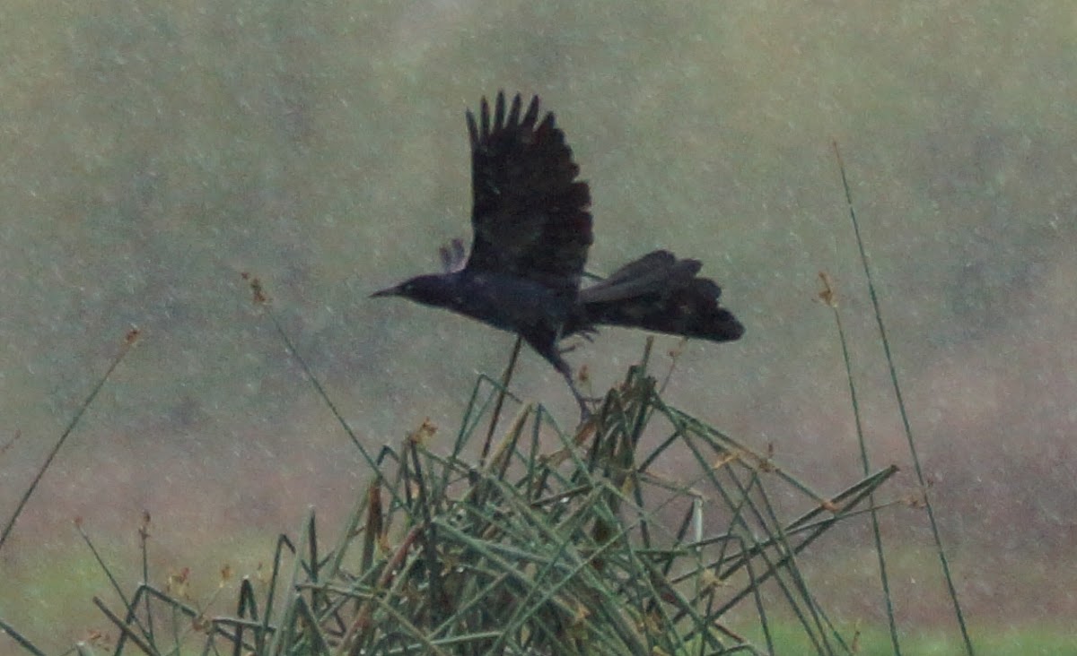 Great-tailed Grackle (male)