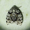 Clemensia Moth