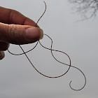 Horsehair worm