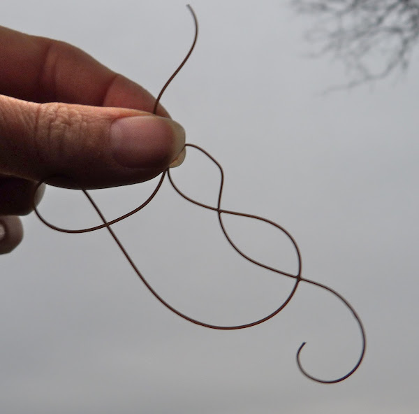 Horsehair worm Project Noah