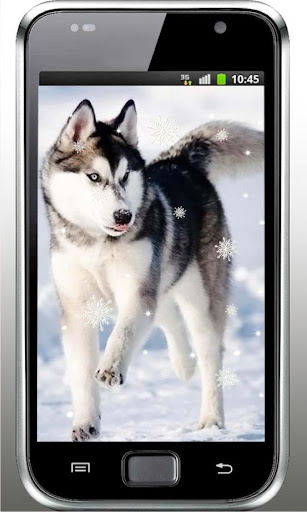 Winter Husky live wallpaper