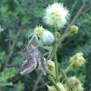 Crab spider