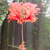 Japanese lantern, coral, spider or fringed hibiscus