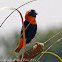 Southern Red Bishop, male