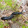 Black slug