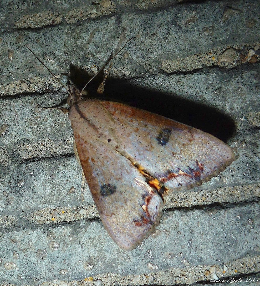 Underwing Moth