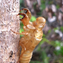 Cicada exuvium