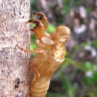 Cicada exuvium