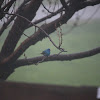 Indigo Bunting