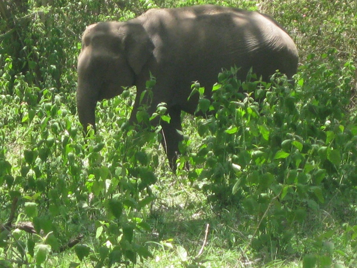 Indian Elephant