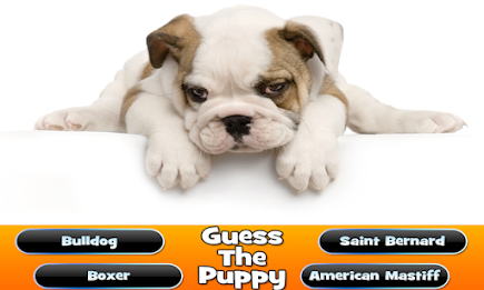 Guess The Puppy Breed Trivia poster 14