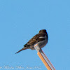 House Sparrow; Gorrión Común