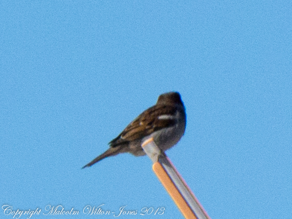 House Sparrow; Gorrión Común