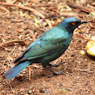 Black-bellied Starling