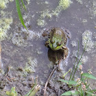 Green Frog