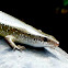 Many-lined or Common Sun Skink