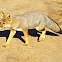 South American Gray Fox