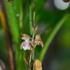 Monk Orchid