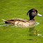 Tufted Duck female