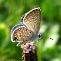 Ceraunus blue butterfly
