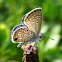 Ceraunus blue butterfly