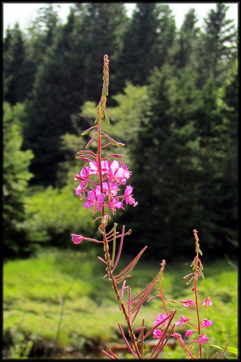 Fireweed