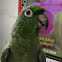 Mealy Parrot / papagaio moleiro