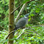 Woodpigeon