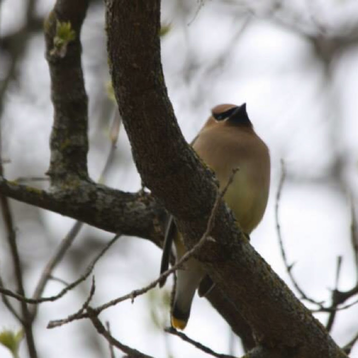 Cedar Waxwing