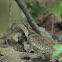 Great Anglehead Lizard