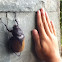 Rhinoceros beetle