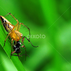 Jump spider by Syarief Wiranegara - Animals Insects & Spiders