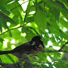 spotted towhee(rufous sided)