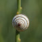 Leaf Snail