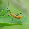 Milkweed assassin bug nymph