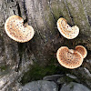 Dryar's Saddle