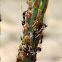 Aphids and Ants