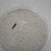 dobsonfly larva