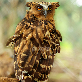 by Iwan MS - Animals Birds