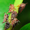 Treehopper with Nymphs