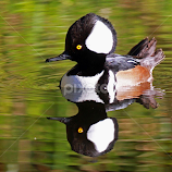 Male Hooded Merganser with reflection ! by Anthony Goldman -  