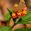 Scintillant Butterfly