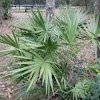 Palmettos