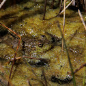 American Bullfrog