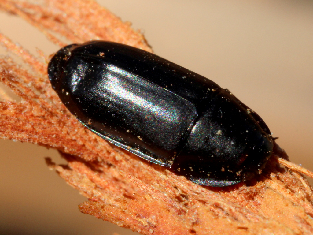 Carabid beetle