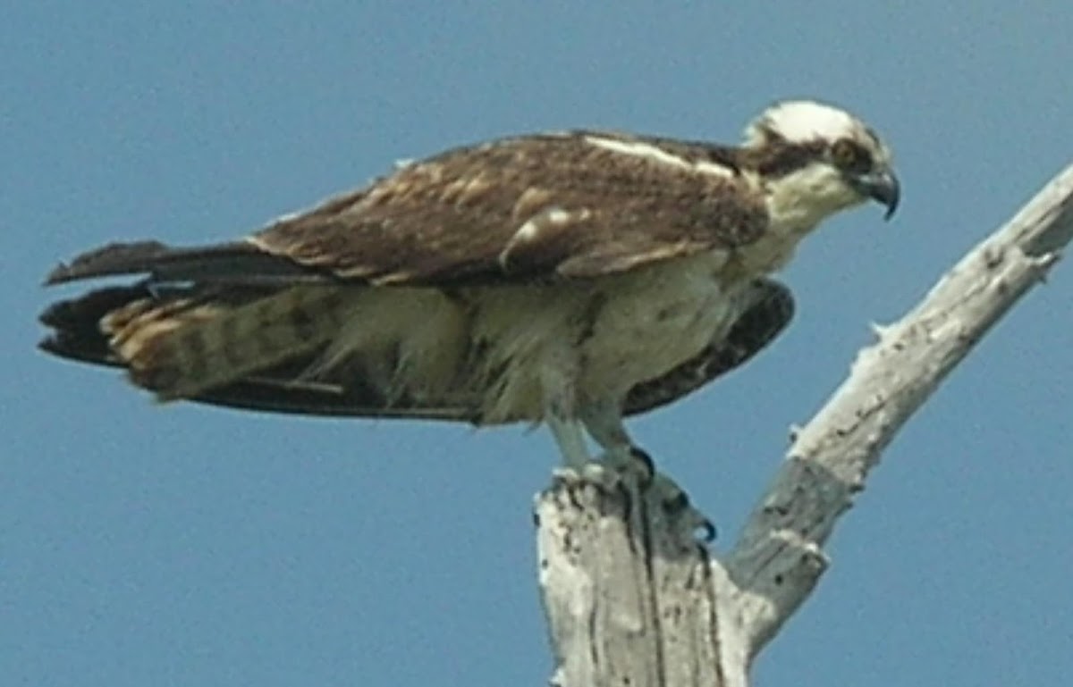 águila pescadora - halieto - osprey