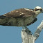 águila pescadora - halieto - osprey
