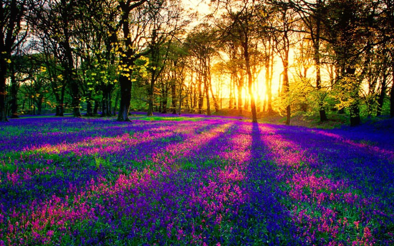 Green Forest Wallpaper  Android Apps on Google Play