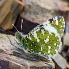 Western Dappled White