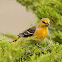 Bullock's Oriole